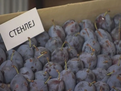 Slab plasman suve šljive zbog niske otkupne cene