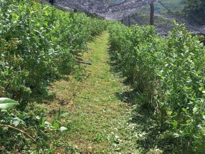 Slađan
