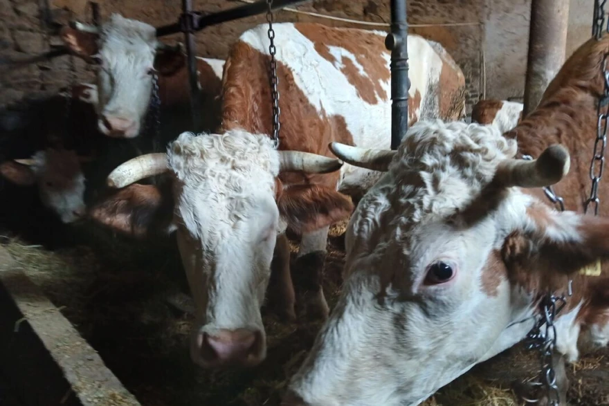3 krave