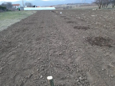 Slavoljub Ljubić