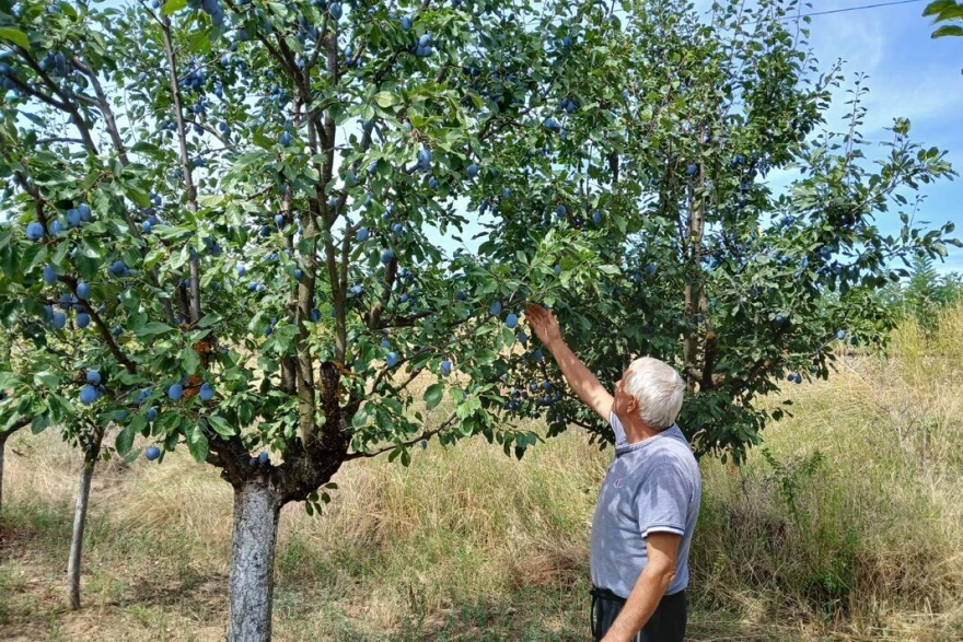 Stabla &scaron;ljive