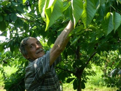 Slobodan Stojanović poklanja trešnje da ne bi propale