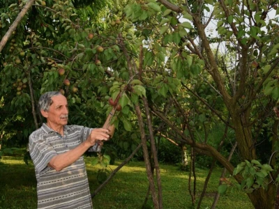 Slobodan Stojanović poklanja trešnje da ne bi propale