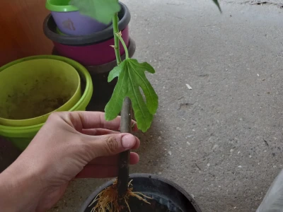 Smokva