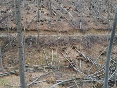 Sneg i led oborili su brojna stabla u šumama u niškom kraju