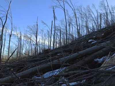Sneg i led oborili su brojna stabla u šumama u niškom kraju