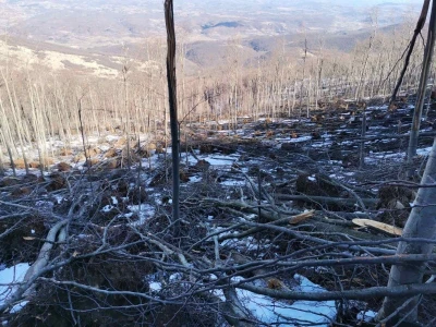 Sneg i led oborili su brojna stabla u šumama u niškom kraju