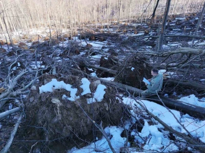 Sneg i led oborili su brojna stabla u šumama u niškom kraju