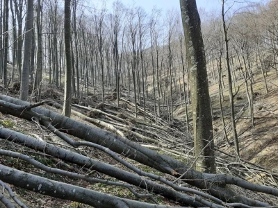 Sneg i led oborili su brojna stabla u šumama u niškom kraju