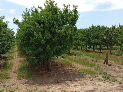 Solarni paneli - navodnjavanje trešanja