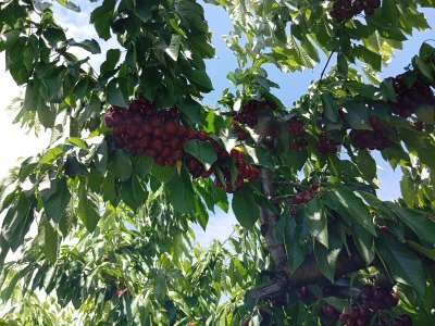 Solarni paneli - navodnjavanje trešanja