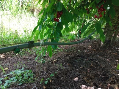 Solarni paneli - navodnjavanje trešanja