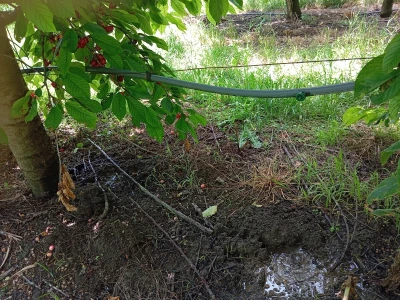 Solarni paneli - navodnjavanje trešanja
