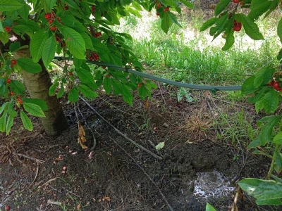 Solarni paneli - navodnjavanje trešanja