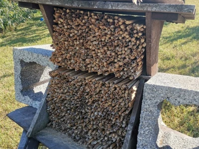 Solitarne pčele – jednostavan uzgoj, a oprašivanje bolje