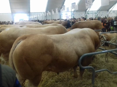 Sommet de l'elevage