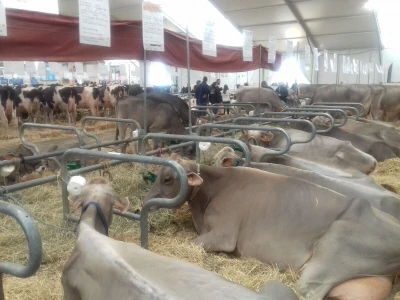 Sommet de l'elevage