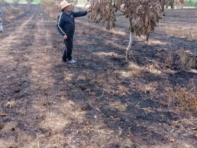 Spaljeni voćnjaci u selu Gorice, Hrvatska