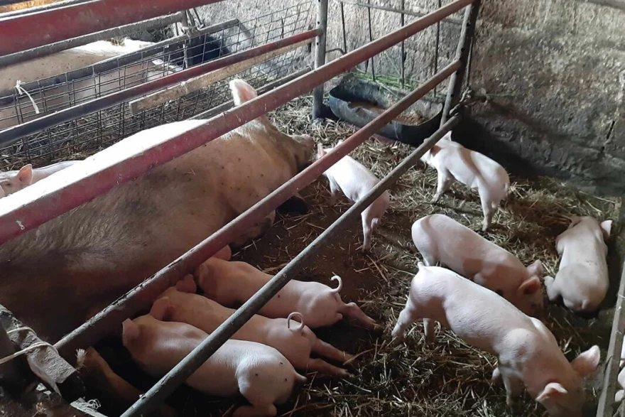 Krmača sa prasićima