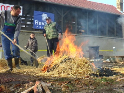 Sremski svinjokolj u Vognju