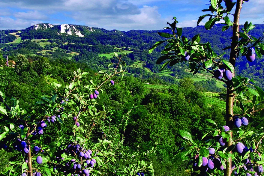 &Scaron;ljivik