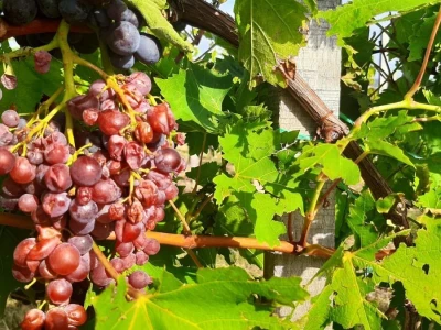 Šteta od grada u Vinči stopostotna, foto: M. Lazarević