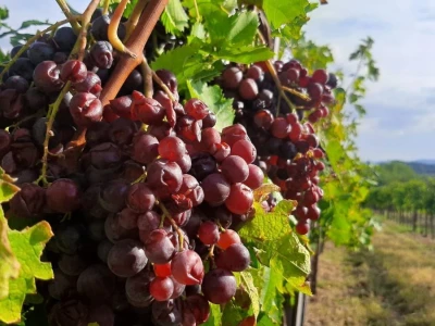 Šteta od grada u Vinči stopostotna, foto: M. Lazarević