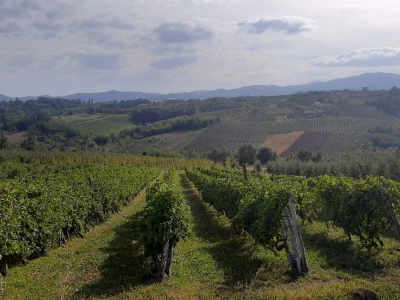 Šteta od grada u Vinči stopostotna, foto: M. Lazarević