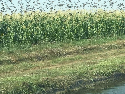 Štete na kukruzu i suncokretu