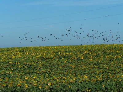 Štete na kukruzu i suncokretu