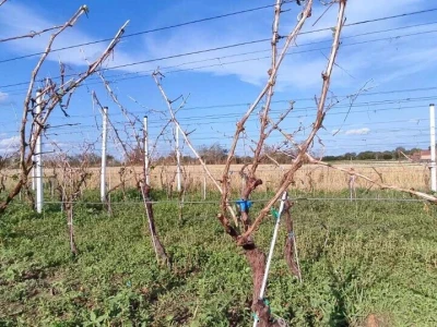 Stoprocentna šteta od grada u Gložanu