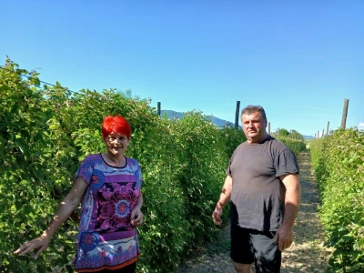 Stošić