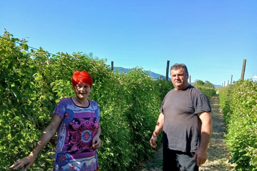 Pomoćnik u malinjaku