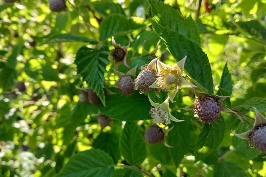 Plodovi maline