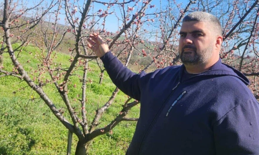 Mraz na kajsiji