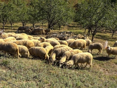 Student građevine, ne odustaje od života na selu
