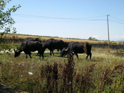 Sulejman Ibraimi