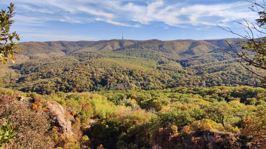 Najvi&scaron;e je li&scaron;ćarskih &scaron;uma