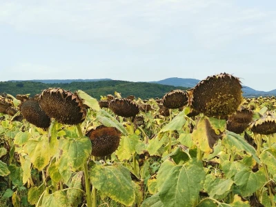 Suncokret će podbaciti, rod soje će biti dobar