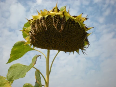 Zdrava glava suncokreta