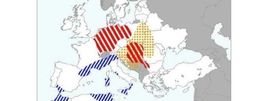 vf