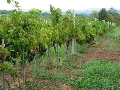 Sveti Trifun i vino