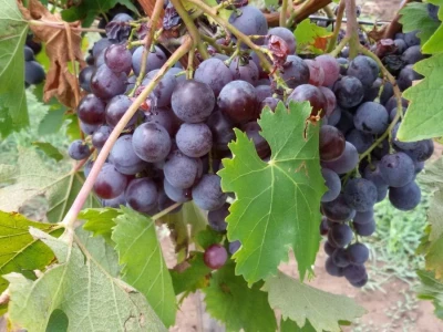 Sveti Trifun i vino