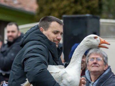 Svetsko prvenstvo u nadmetanju gusana, Mokrin