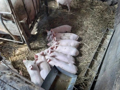 Svinja sa prasićima