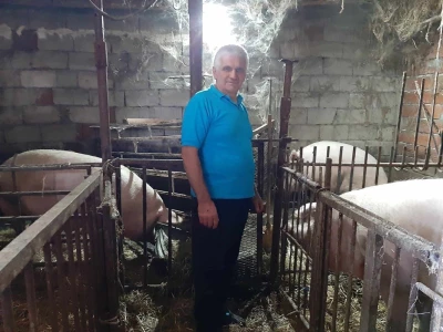 Svinja sa prasićima