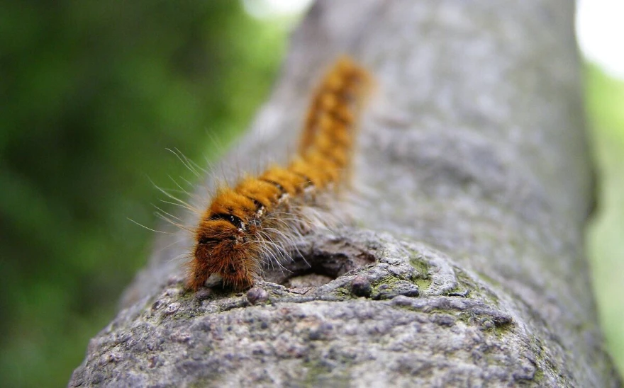 Dlakava gusjenica