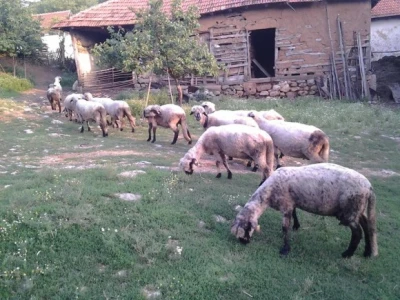 Svrljiska ovca - ovce su preko celog leta na ispaši