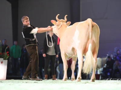 Swiss Expo