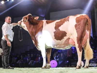 Swiss Expo